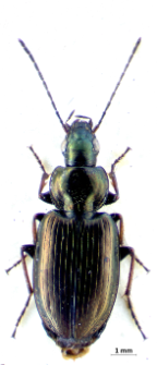 Agonum muelleri (Herbst, 1784)