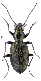 Asaphidion caraboides (Schrank, 1781)