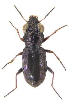 Notiophilus rufipes (Curtis, 1829)